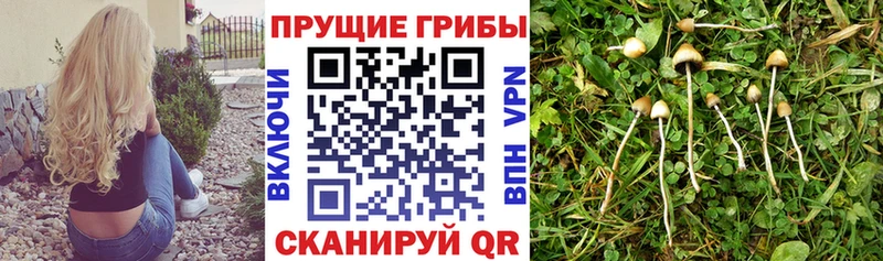 Галлюциногенные грибы Cubensis  Отрадный 